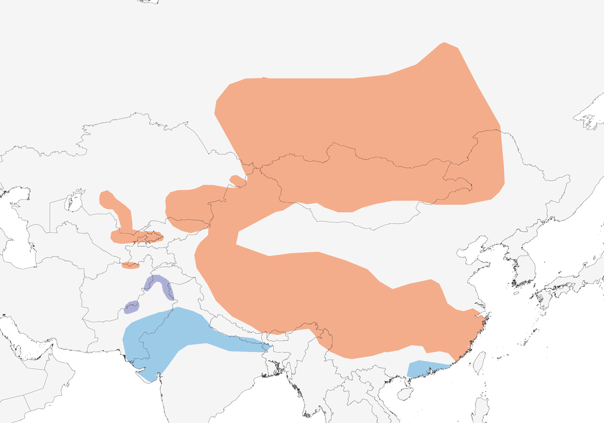 Hirondelle pâle, Distribution 1