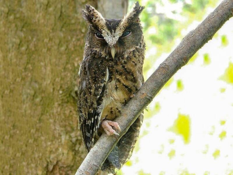 Palawan Scops-Owl