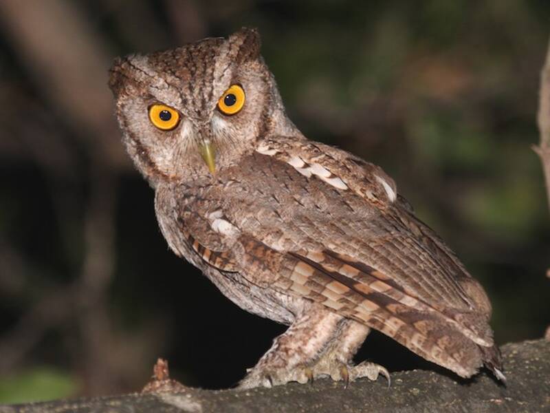 Pacific Screech-Owl
