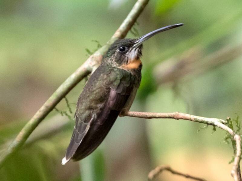 Pale-tailed Barbthroat
