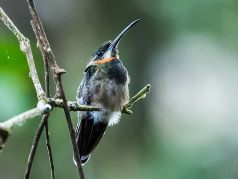 Gola barbata codachiara, Foto 2
