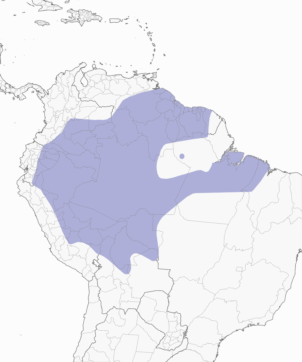 Gola barbata codachiara, Distribuzione 1