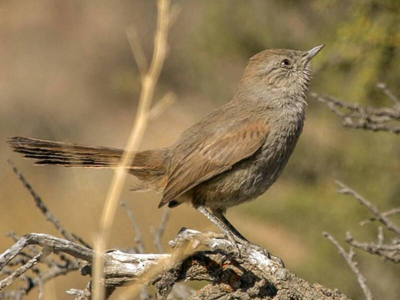 Patagonian Canastero, 照片 3