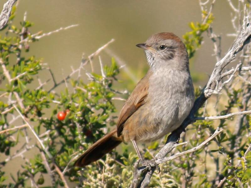 Patagonian Canastero, 照片 2