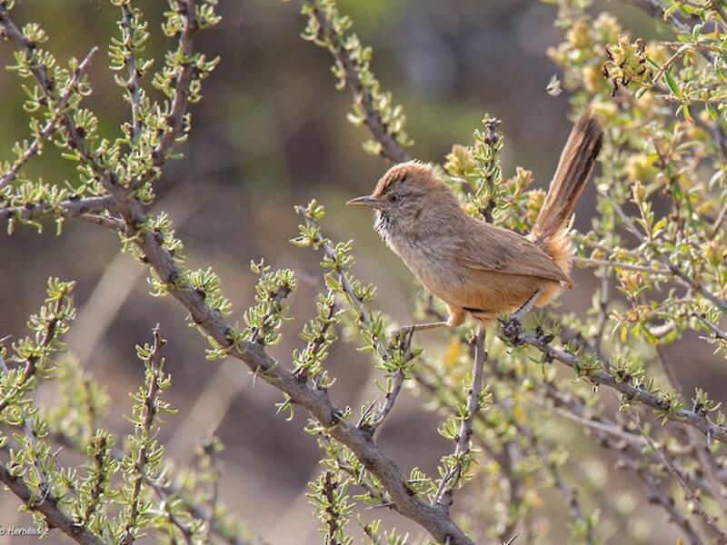 Patagonian Canastero