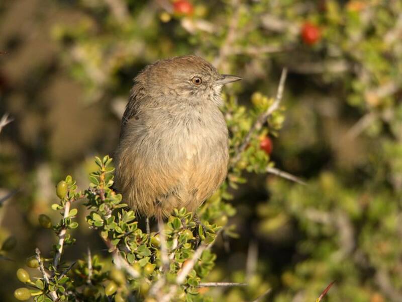 Patagonian Canastero, 照片 4