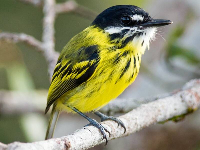 Painted Tody-Flycatcher