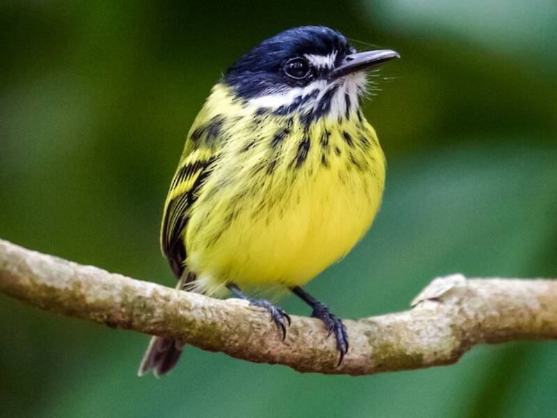 Painted Tody-Flycatcher, 照片 3