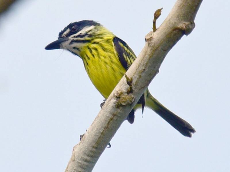 Painted Tody-Flycatcher, 照片 2