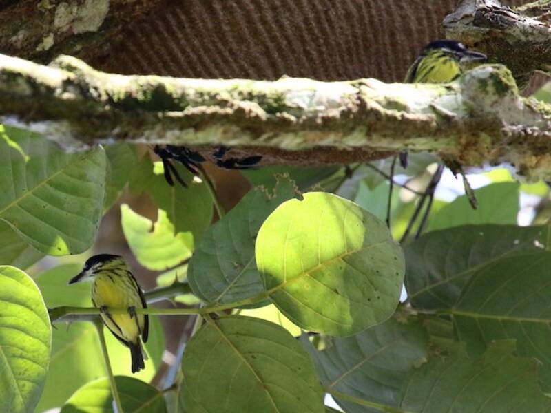 Painted Tody-Flycatcher, 照片 4