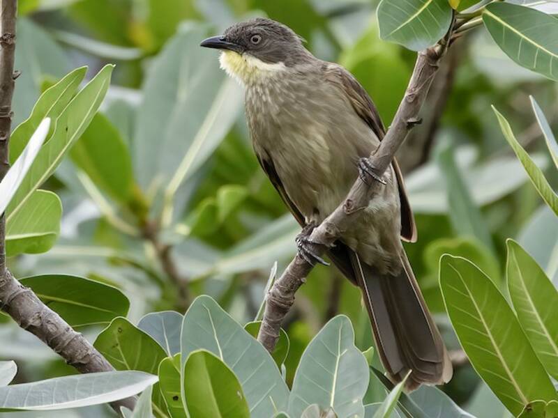 Bulbul à gorge pâle