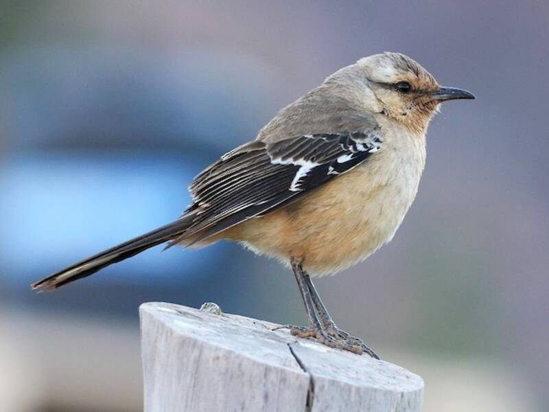 Mimo della Patagonia, Foto 2