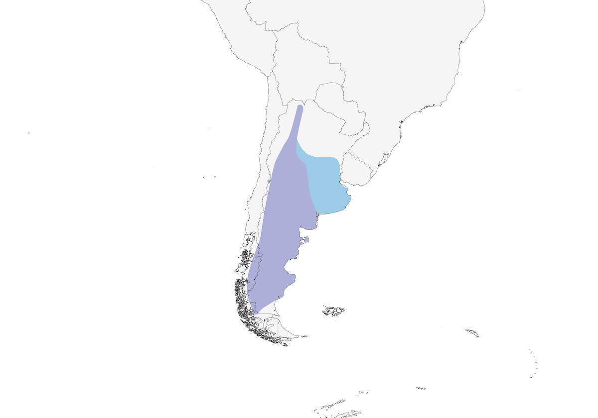 Mimo della Patagonia, Distribuzione 1