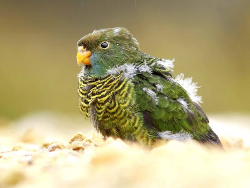 Painted Tiger-Parrot