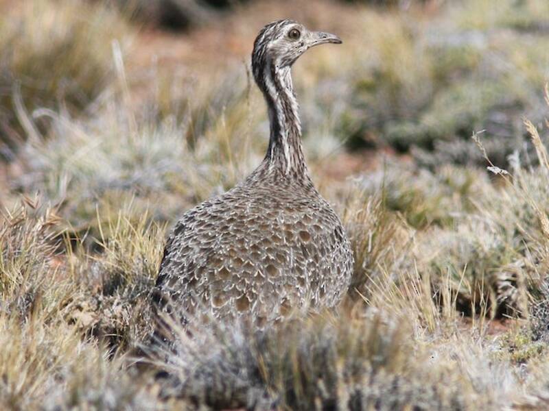 Tinamo patagonico