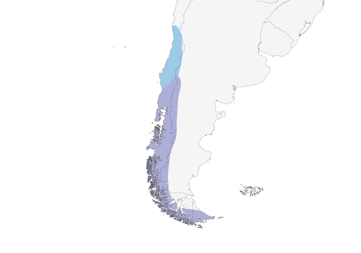 Tiranno della Patagonia, Distribuzione 1