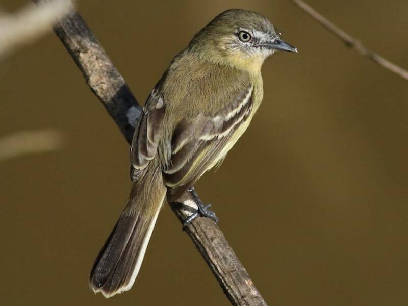 Mosquerito de punta pálida, Fotos 3