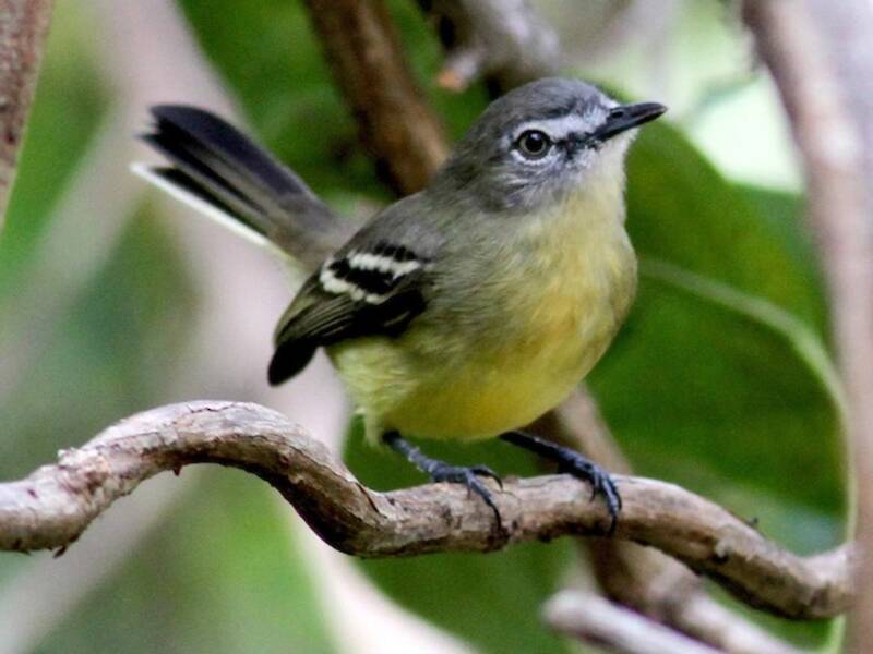 Pale-tipped Tyrannulet
