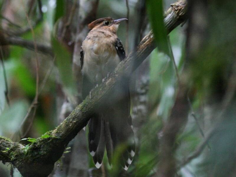 Pavonine Cuckoo