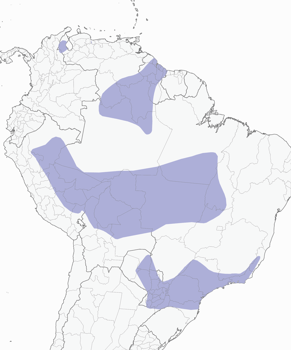 Cuculo pavonino, Distribuzione 1