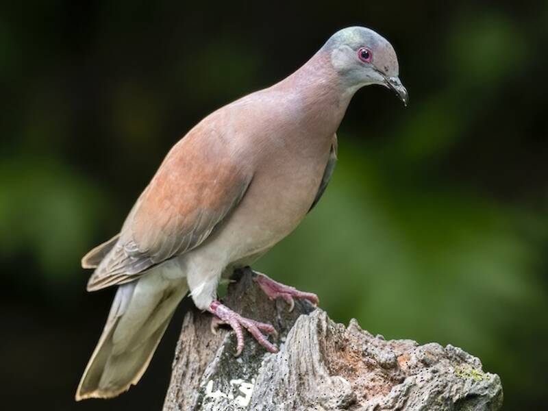 Pale-vented Pigeon, Photos 4