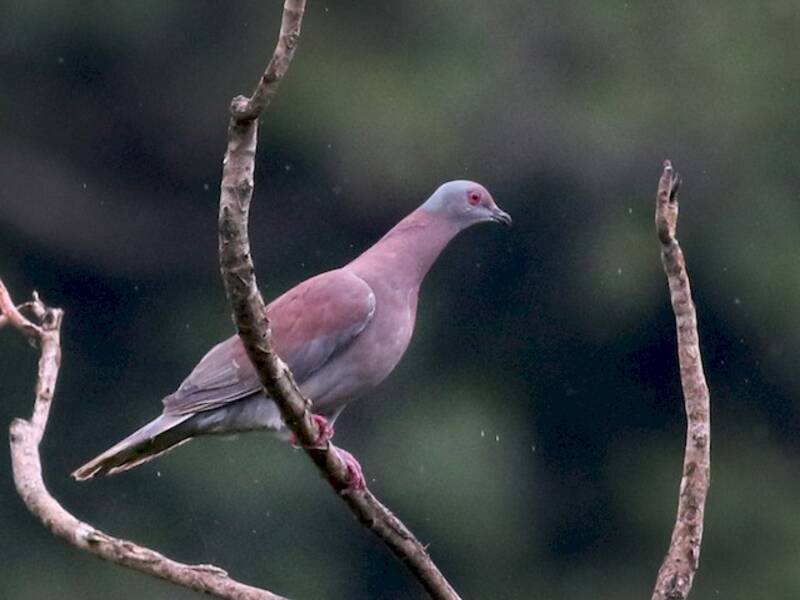 Pale-vented Pigeon, Photos 3