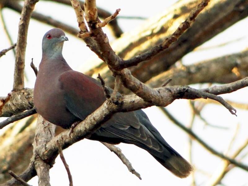 Pale-vented Pigeon, Photos 2