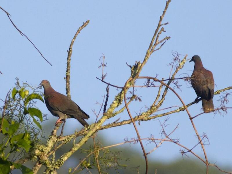 Pale-vented Pigeon
