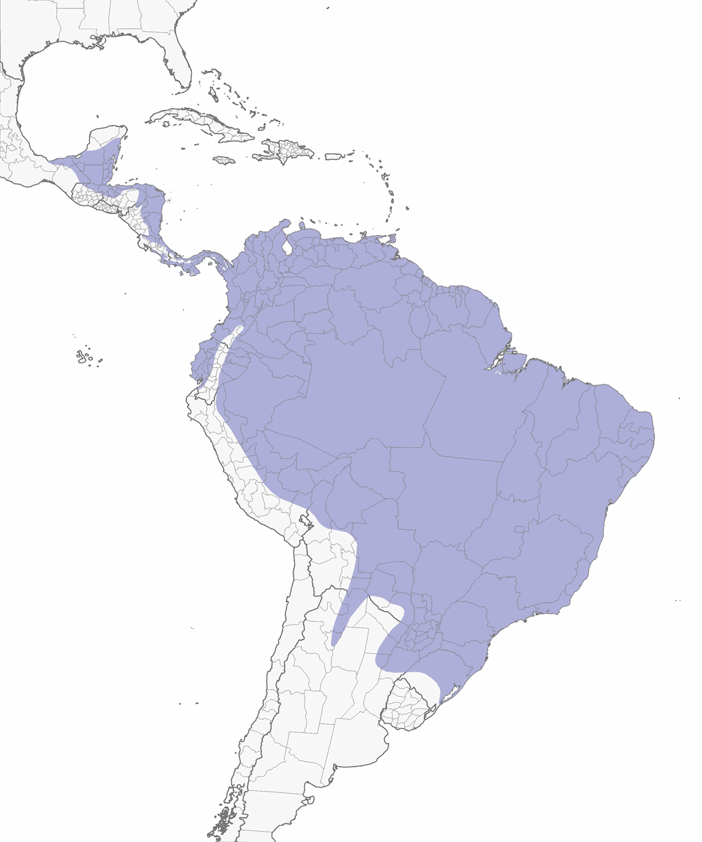 Pale-vented Pigeon, Distribution 1
