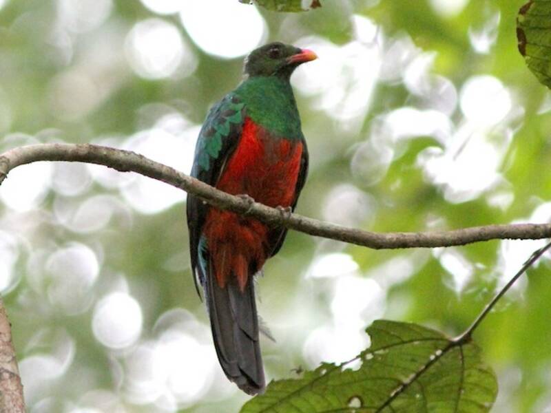 Pavonine Quetzal (Pharomachrus pavoninus)