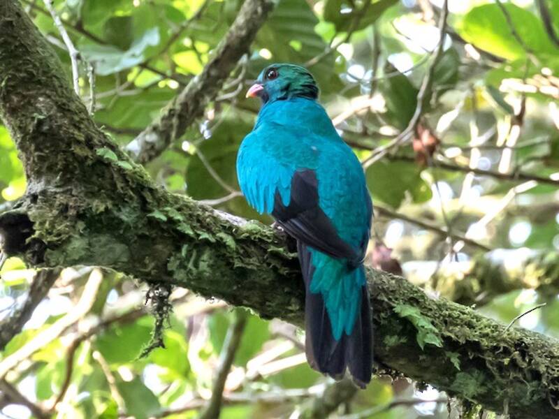 Pavonine Quetzal, 照片 2
