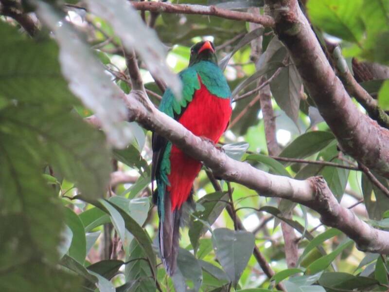 Pavonine Quetzal, 照片 3