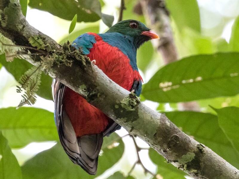 Pavonine Quetzal, 照片 4