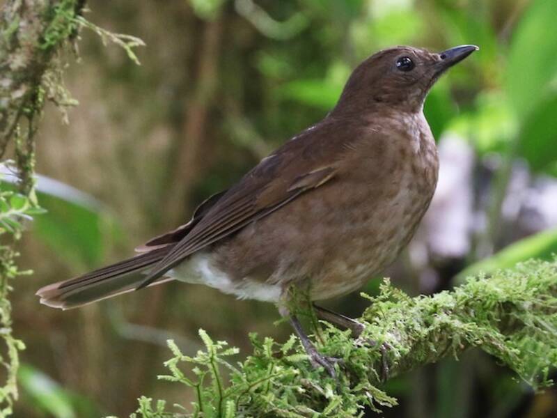 Pale-vented Thrush, Photos 2
