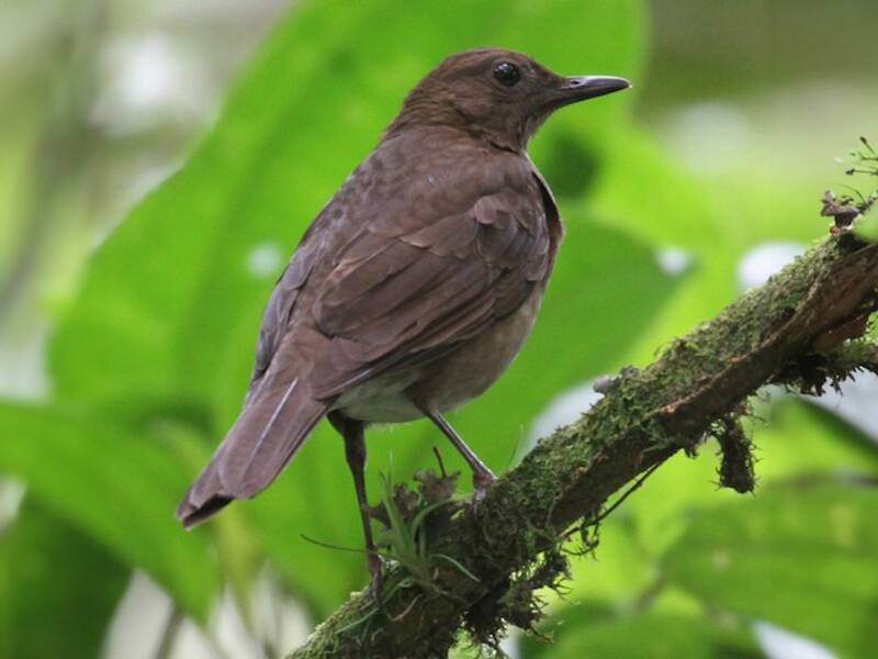Pale-vented Thrush, Photos 3