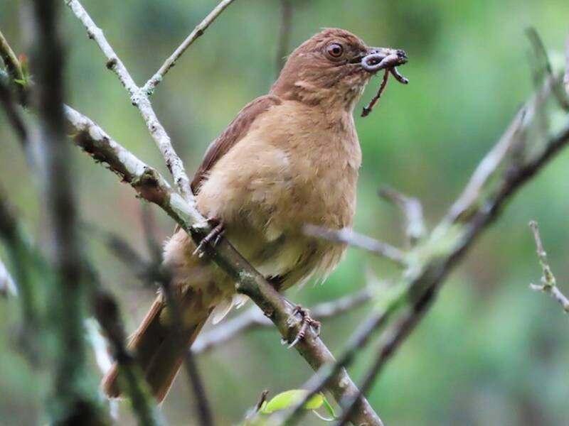 Pale-vented Thrush, Photos 4