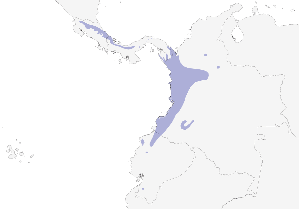 Pale-vented Thrush, Distribution 1