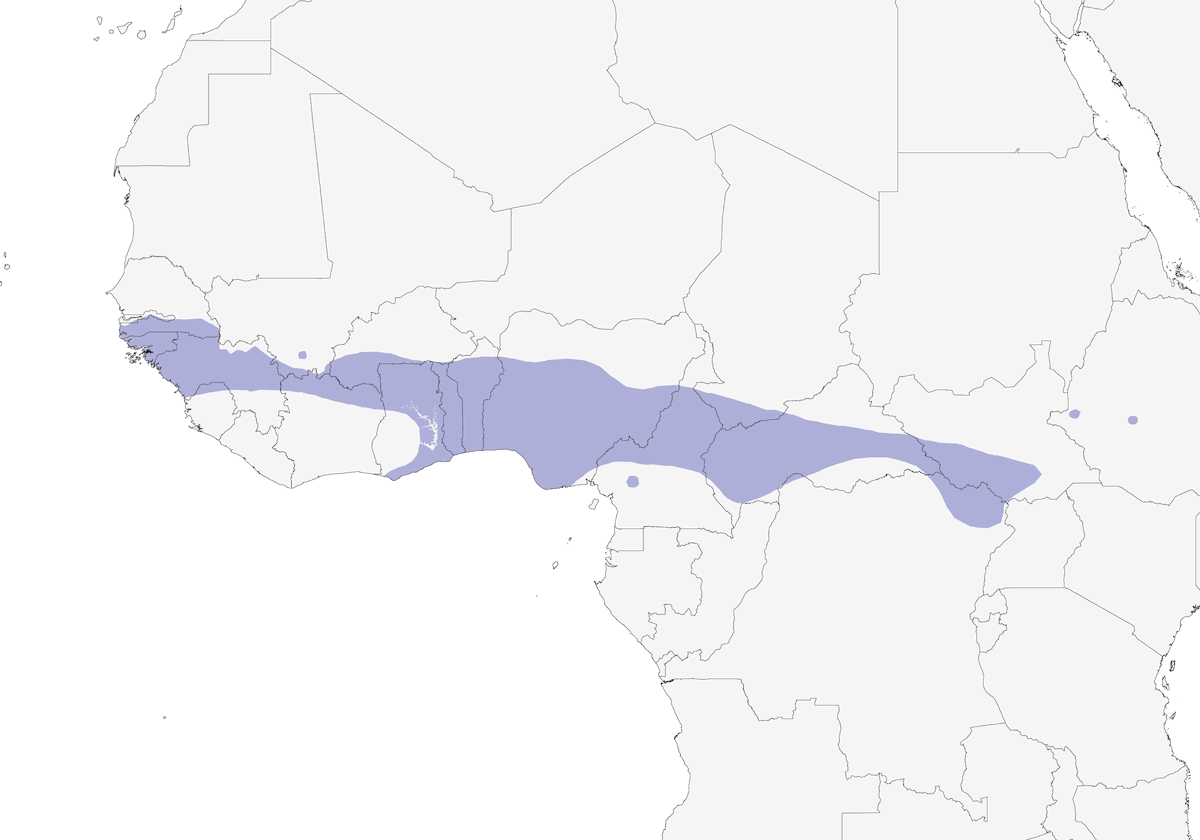 Bengalí de Wilson, Distribución 1