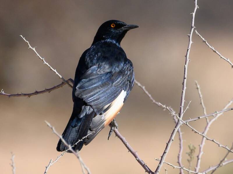 Pale-winged Starling, Photos 3