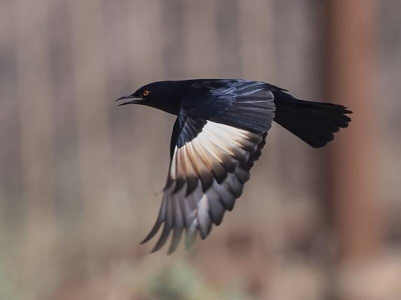 Pale-winged Starling, Photos 4