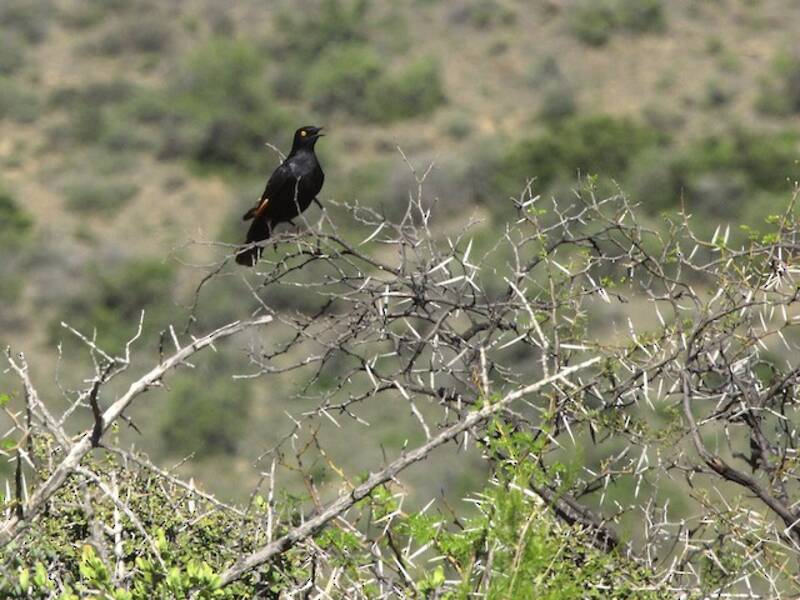 Pale-winged Starling, Photos 2