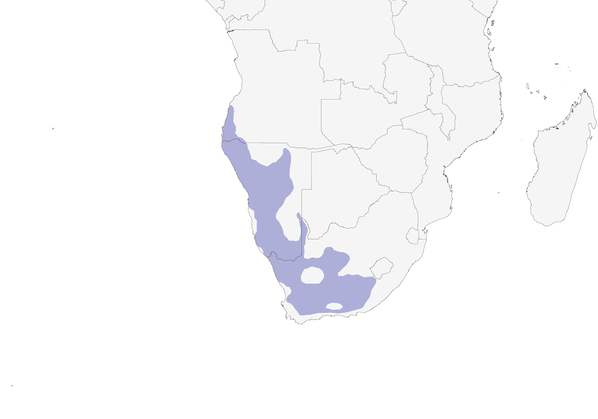 Pale-winged Starling, Distribution 1