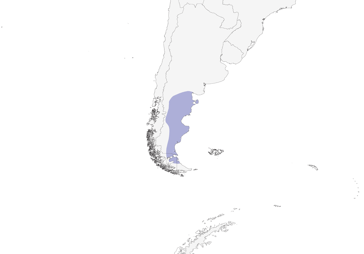 Sicale de Patagonie, Distribution 1
