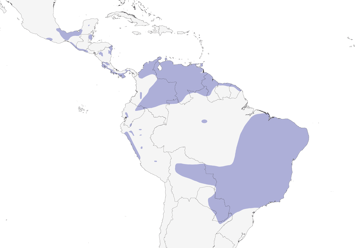 Tortora terrestre minuta, Distribuzione 1