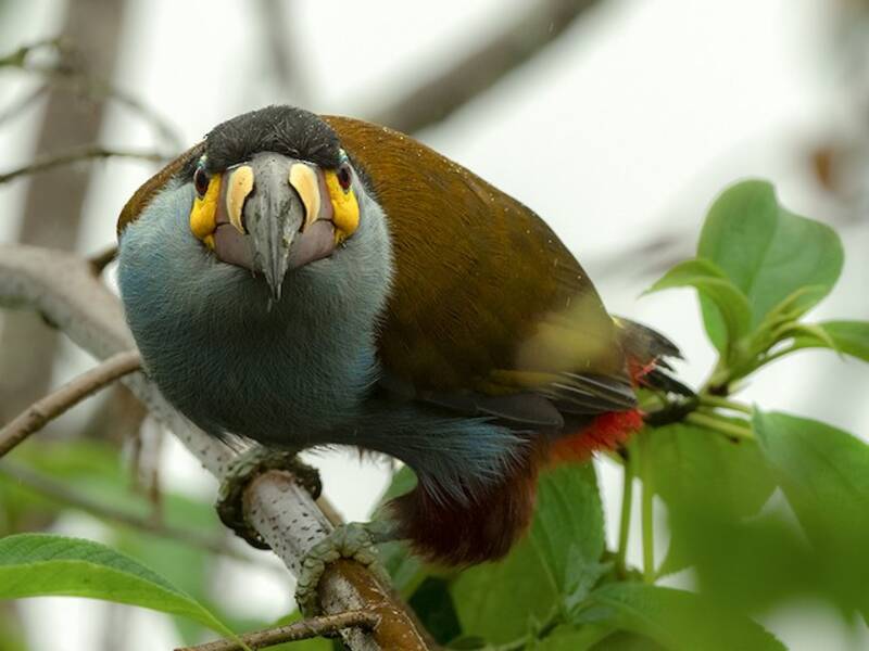 Tucano montano beccopiastra, Foto 4