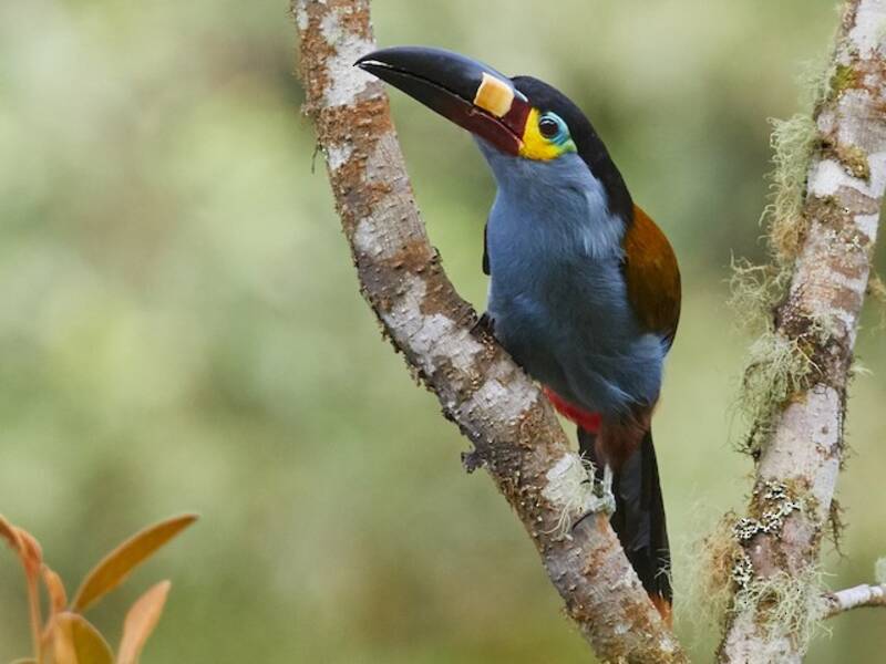 Tucano montano beccopiastra