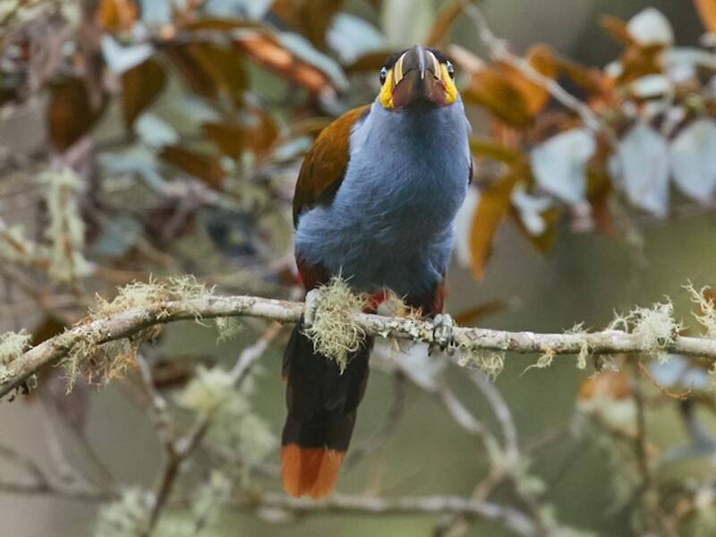 Tucano montano beccopiastra, Foto 2