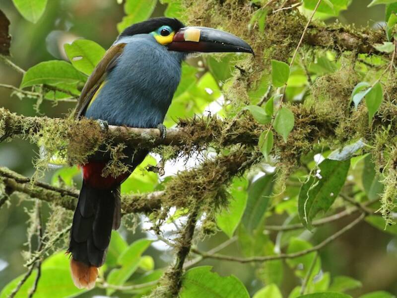 Tucano montano beccopiastra, Foto 3