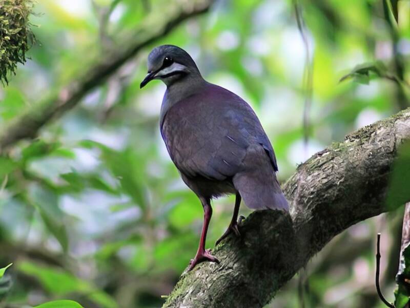 Quaglia-tortora dorso-violaceo, Foto 2