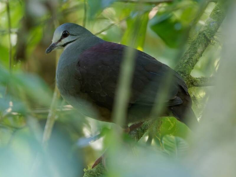 Quaglia-tortora dorso-violaceo, Foto 3